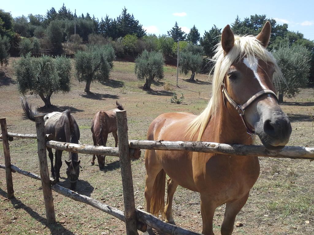 Agriturismo Terranova Pisticci Extérieur photo